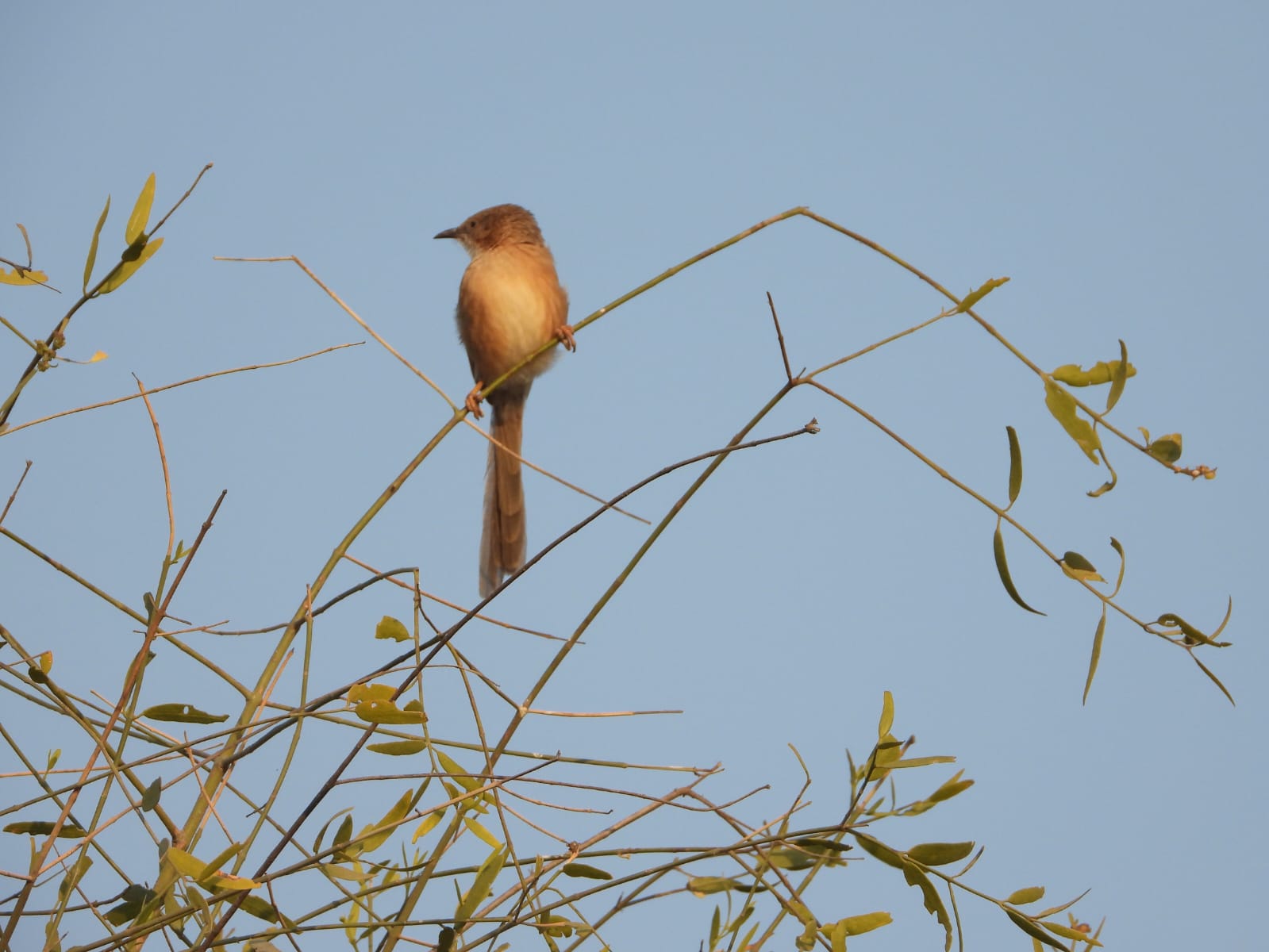 Avifaunal Surveys